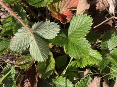 Fragaria chiloensis pacifica
