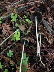 Psathyrella corrugis