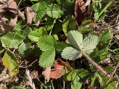 Fragaria chiloensis pacifica