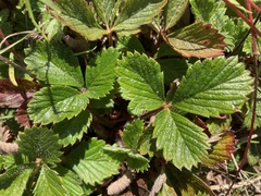 Fragaria chiloensis pacifica