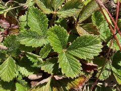 Fragaria chiloensis pacifica