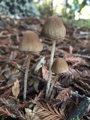 Psathyrella corrugis