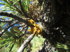 Arceuthobium cyanocarpum