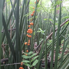 Sansevieria pearsonii