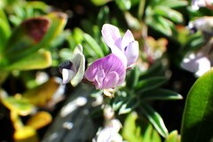 Astragalus vexilliflexus