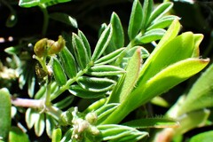 Astragalus vexilliflexus