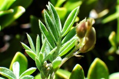 Astragalus vexilliflexus