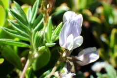 Astragalus vexilliflexus