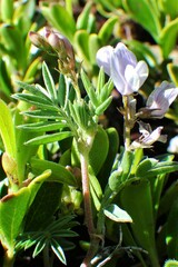 Astragalus vexilliflexus
