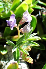 Astragalus vexilliflexus