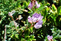Astragalus vexilliflexus