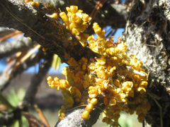 Arceuthobium cyanocarpum