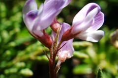 Astragalus vexilliflexus