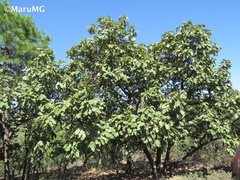 Quercus resinosa