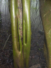 Ficus amplissima