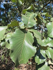 Quercus resinosa