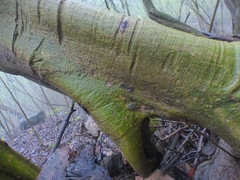 Ficus amplissima