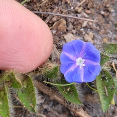 Evolvulus aurigenius