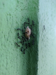 Odontomantis