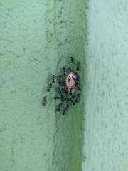 Odontomantis