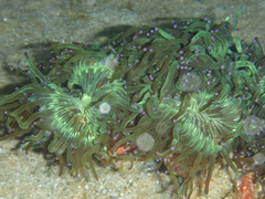 Catalaphyllia jardinei