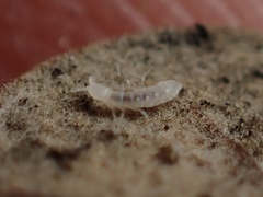Onychiurinae