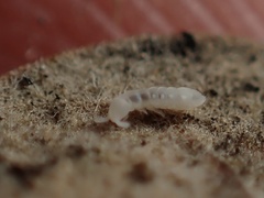 Onychiurinae
