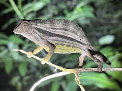 Rieppeleon brevicaudatus