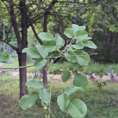 Image of Pterocarpus rotundifolius