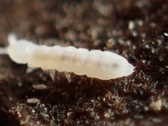 Onychiurinae