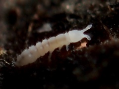 Onychiurinae