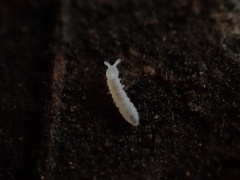 Onychiurinae