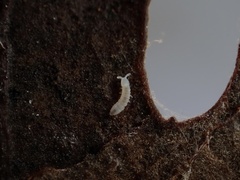 Onychiurinae