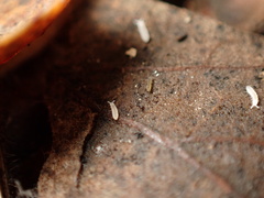 Onychiurinae