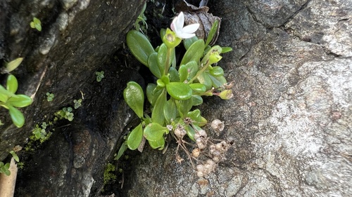 Hedyotis strigulosa iNat (1)