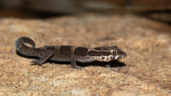 Cyrtodactylus collegalensis