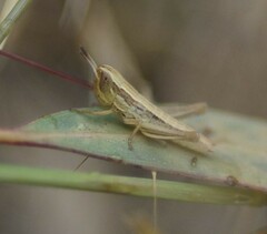Macrotona