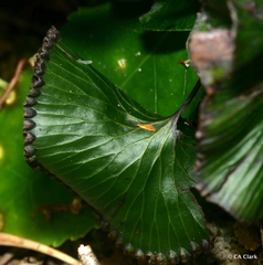 Hymenophyllum nephrophyllum