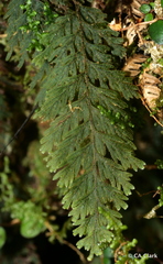 Hymenophyllum frankliniae