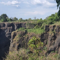 Persea americana