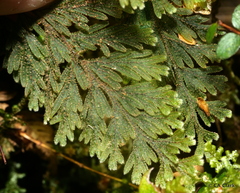 Hymenophyllum frankliniae