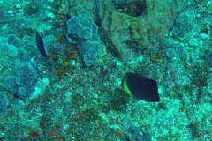 Chaetodon blackburnii