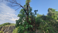 Persea americana