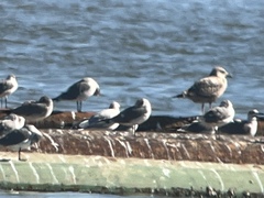 Larus glaucoides thayeri