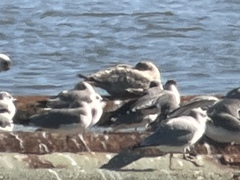 Larus glaucoides thayeri