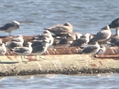 Larus glaucoides thayeri