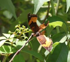 Precis tugela pyriformis