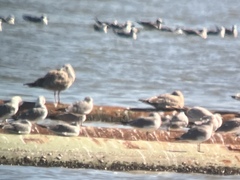 Larus glaucoides thayeri
