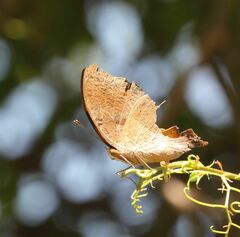 Precis tugela pyriformis