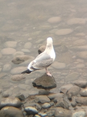 Larus argentatus vegae